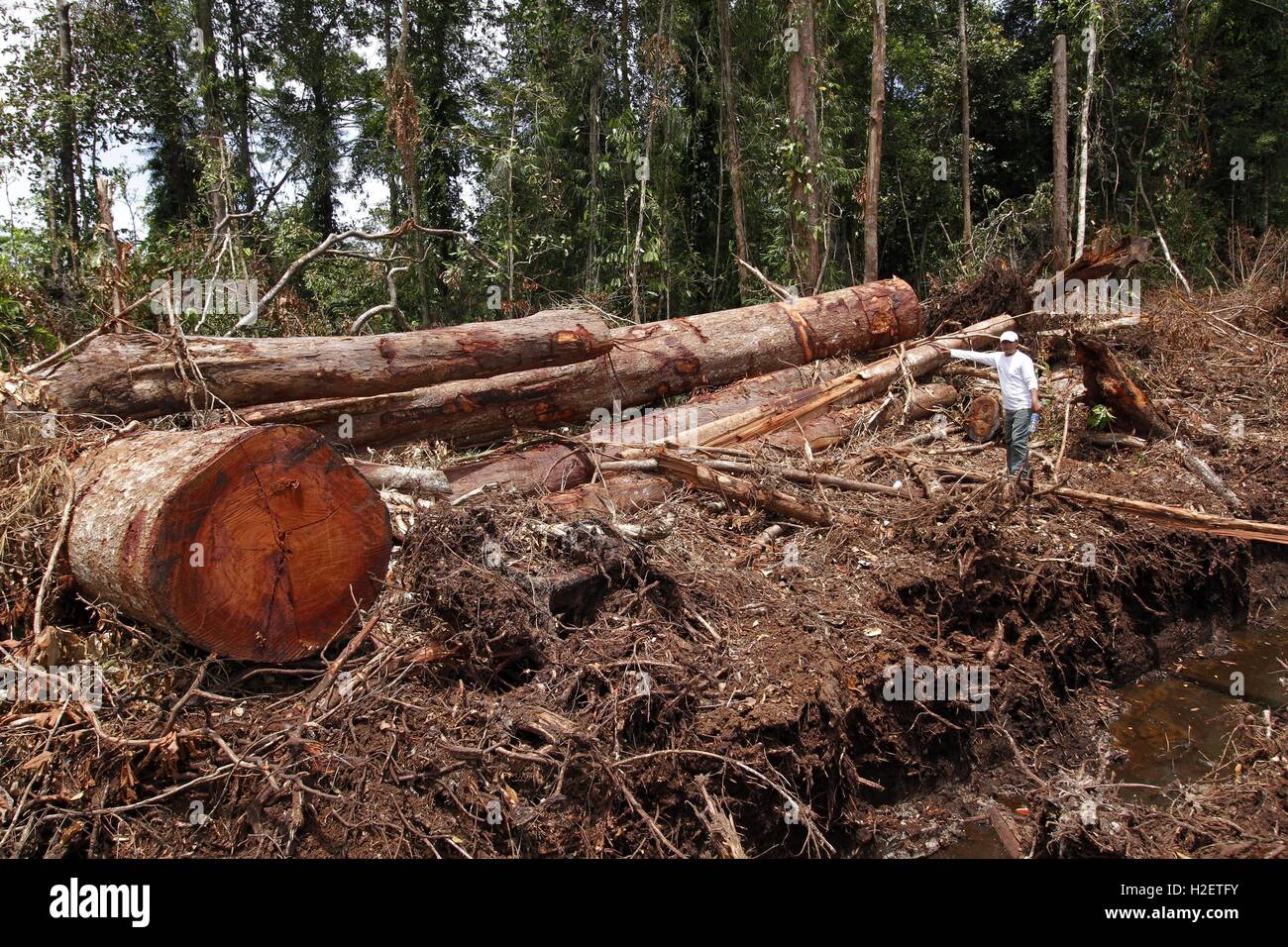 Aceh, Indonesia. Il 27 settembre, 2016. Un ambientalista funziona con alberi rotti a causa di deforestazione a Rawa Singkil riserva faunistica, una delle paludi di torba nella provincia di Aceh, Indonesia, Sett. 27, 2016. © Junaidi/Xinhua/Alamy Live News Foto Stock