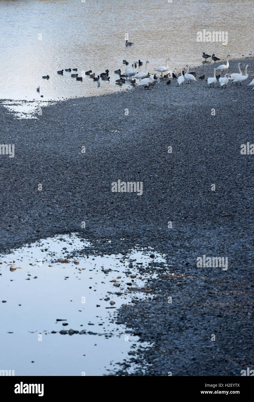 Monaco di Baviera, Germania. 28 ott 2016. Le anatre e le oche può essere visto sul fiume Isar vicino al Tierpark Bridge a Monaco di Baviera, Germania, il 28 ottobre 2016. Foto: FELIX HOERHAGER/dpa/Alamy Live News Foto Stock