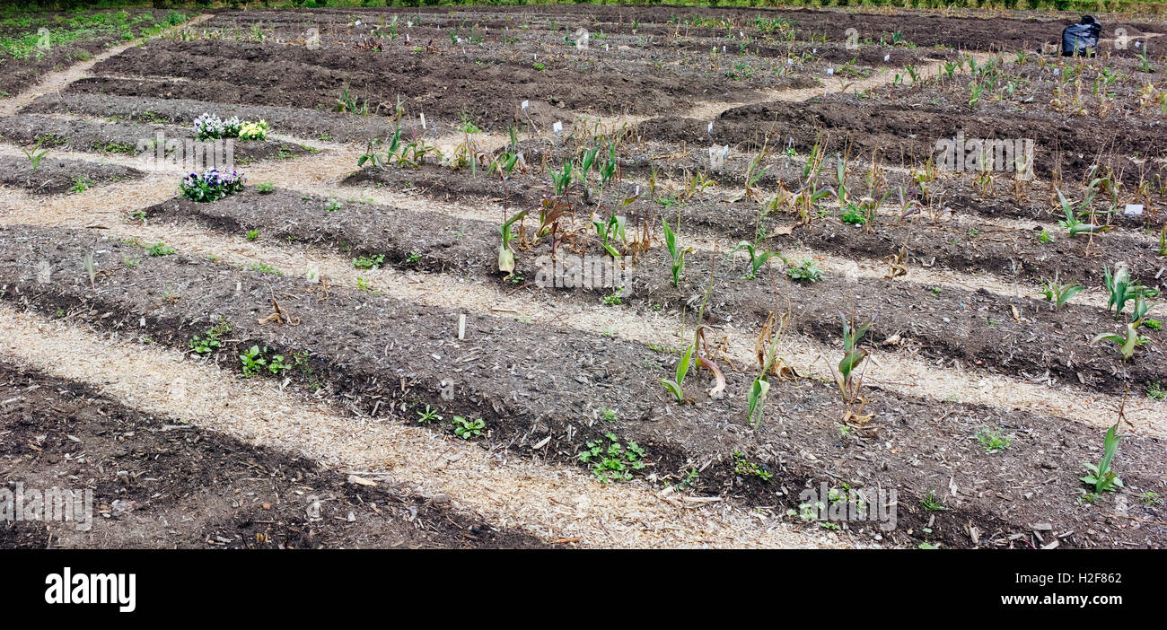 Le piantagioni e letti di elite tulipani a metà giugno. Fino alla prossima primavera di una lampadina maturerà in compost. Foto Stock