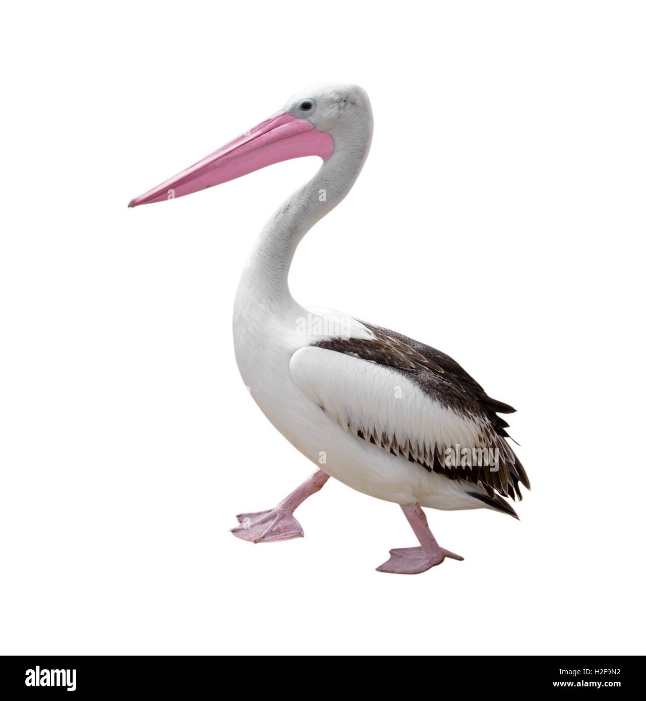 Pelican ritratto sulla superficie bianca Foto Stock