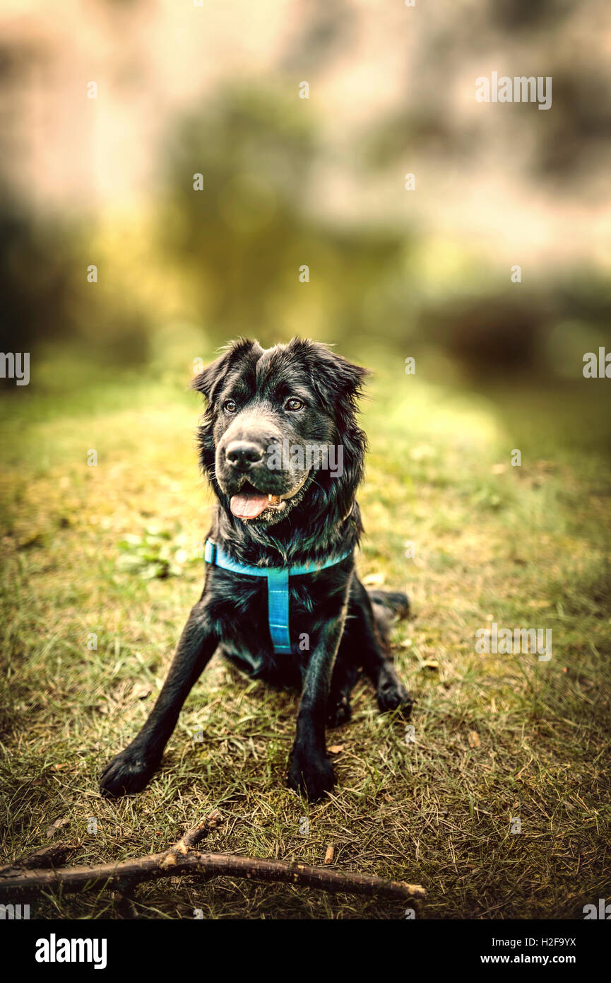 Piuttosto cane nero seduto sul prato in attesa per il proprietario il comando Foto Stock