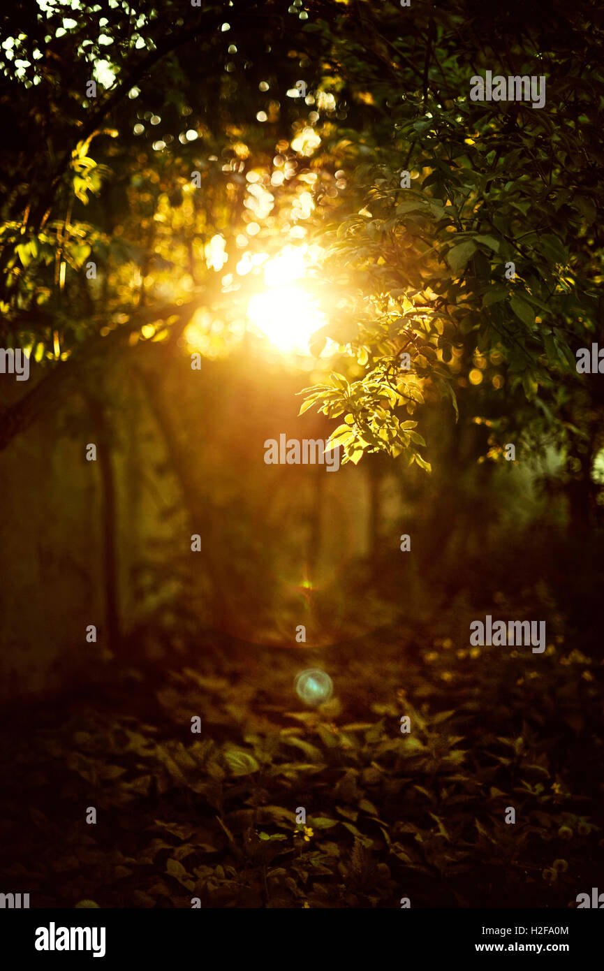Un bel tramonto tra le boccole di albero Foto Stock