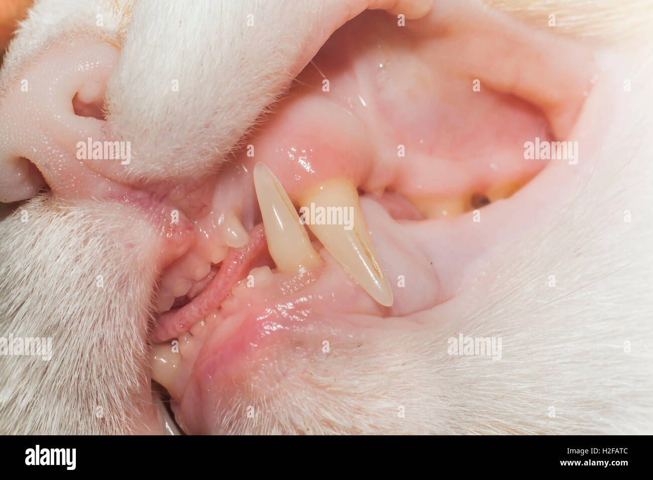 Denti del gatto closeup Foto Stock