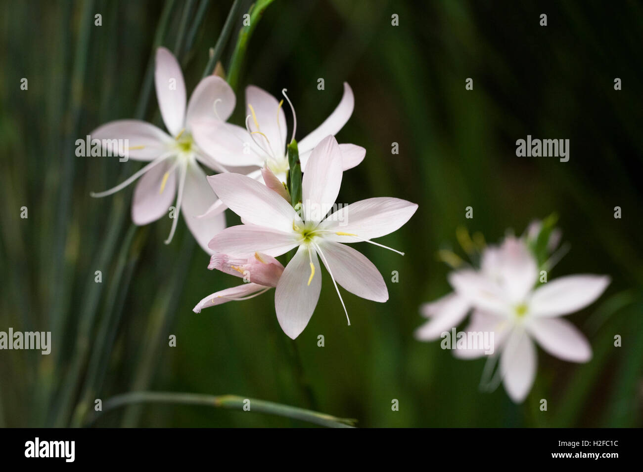 Hesperantha coccinea 'Rosa Princess'. Foto Stock