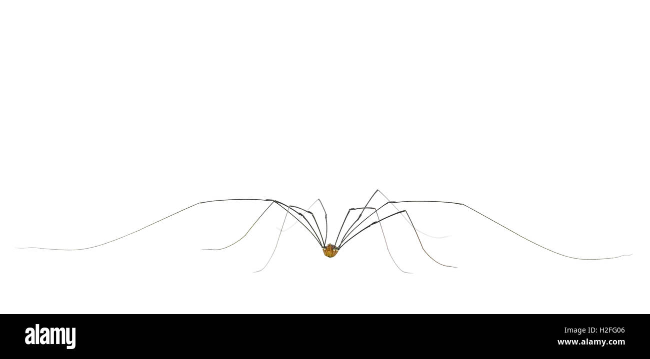 Questo Daddy Long Legs AKA harvestman è un ragno ma non un ragno. Mentre ha 8 gambe, due sono utilizzati come antenne Foto stock - Alamy