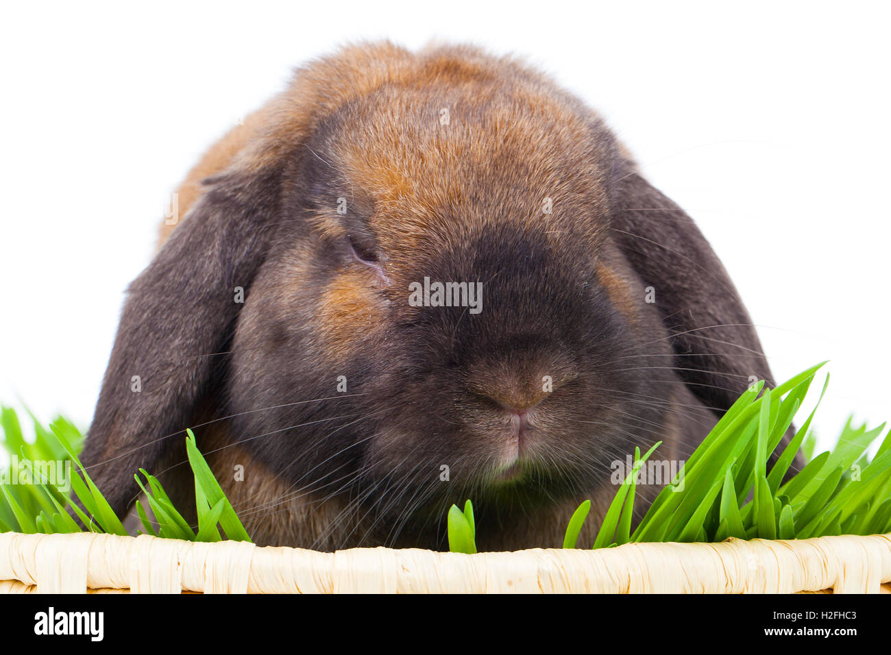 Coniglio isolato su uno sfondo bianco Foto Stock