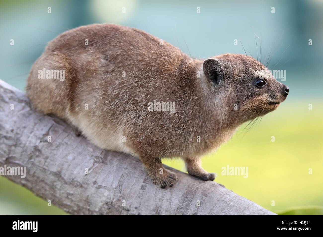 Carino Rock Hyrax animale Foto Stock