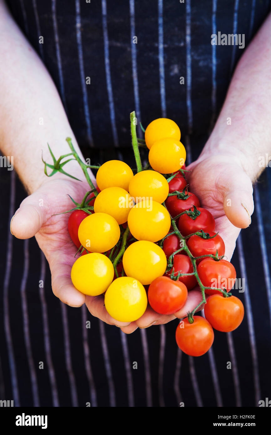 Lo chef in un grembiule a strisce azienda prodotti freschi, di rosso e di giallo pelato pomodori a grappolo. Foto Stock