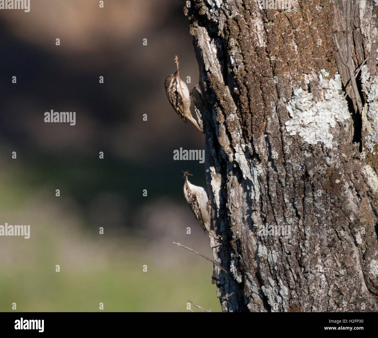 Rampichino coppia (Certhia brachydactyla), Spagna su albero di olivo Foto Stock