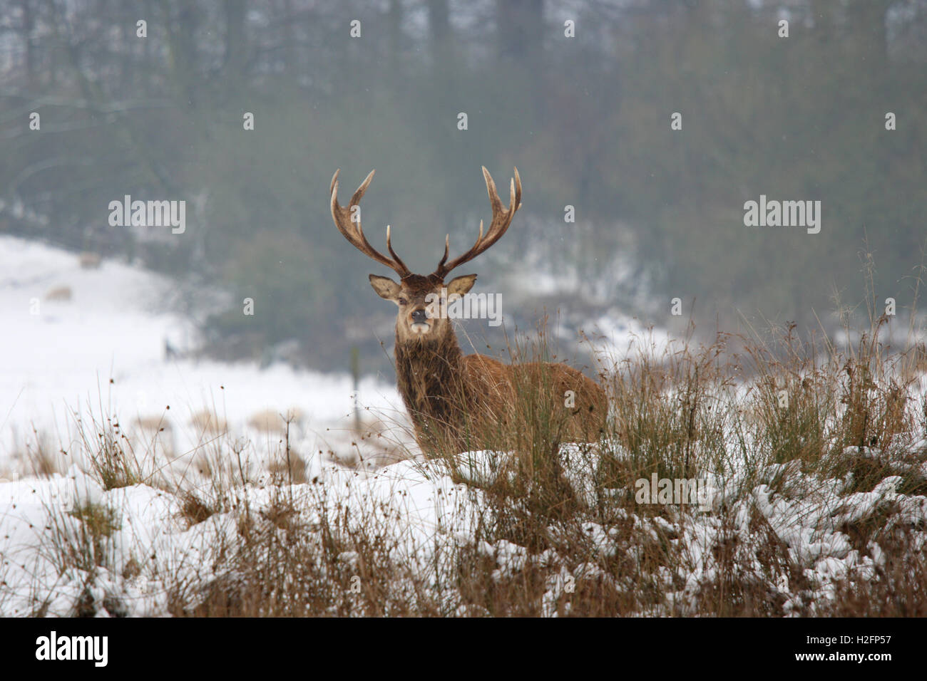 Il cervo (Cervus elephas) feste di addio al celibato in inverno, Powis Park, Welshpool Foto Stock