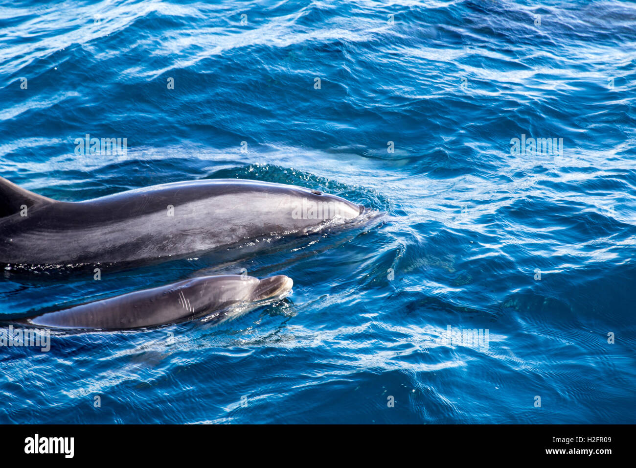 Bay of Islands delfini Foto Stock