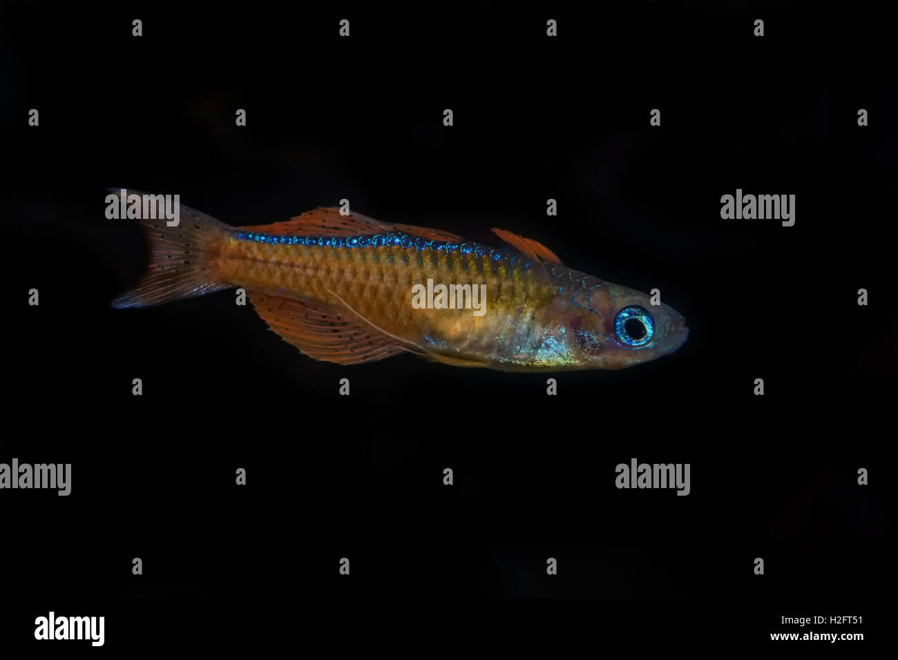 Ritratto di acqua dolce blu-occhio di pesce (Pseudomugil luminatus) in acquario Foto Stock