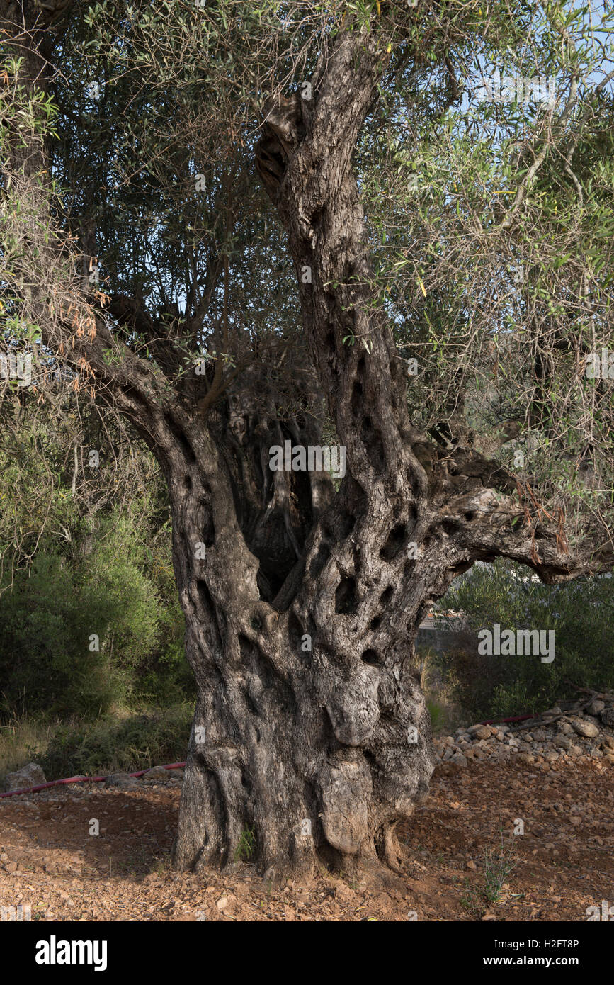 Vecchio olivo con trunk strutturato, (Olea europaea), Llibier, provincia di Alicante, Spagna Foto Stock