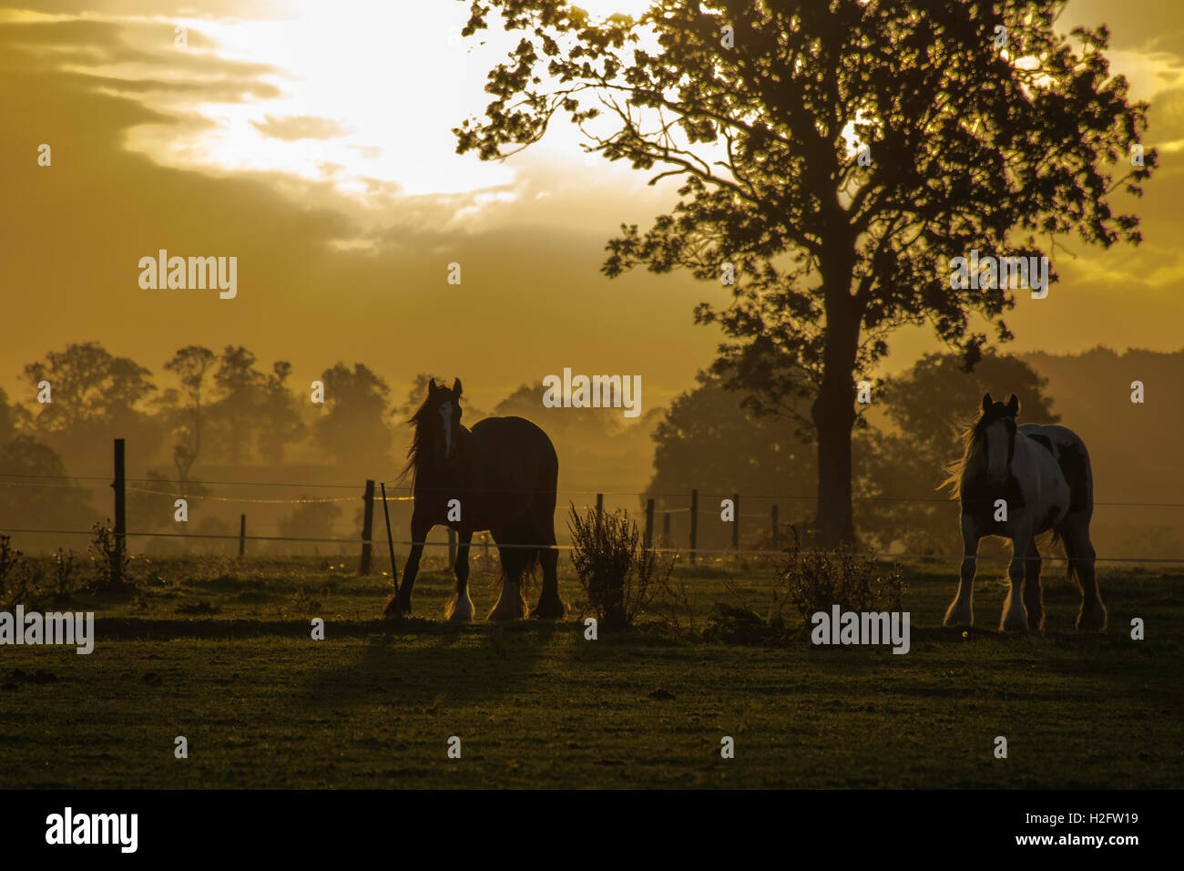 Gypsy cob cavalli a sunrise Foto Stock