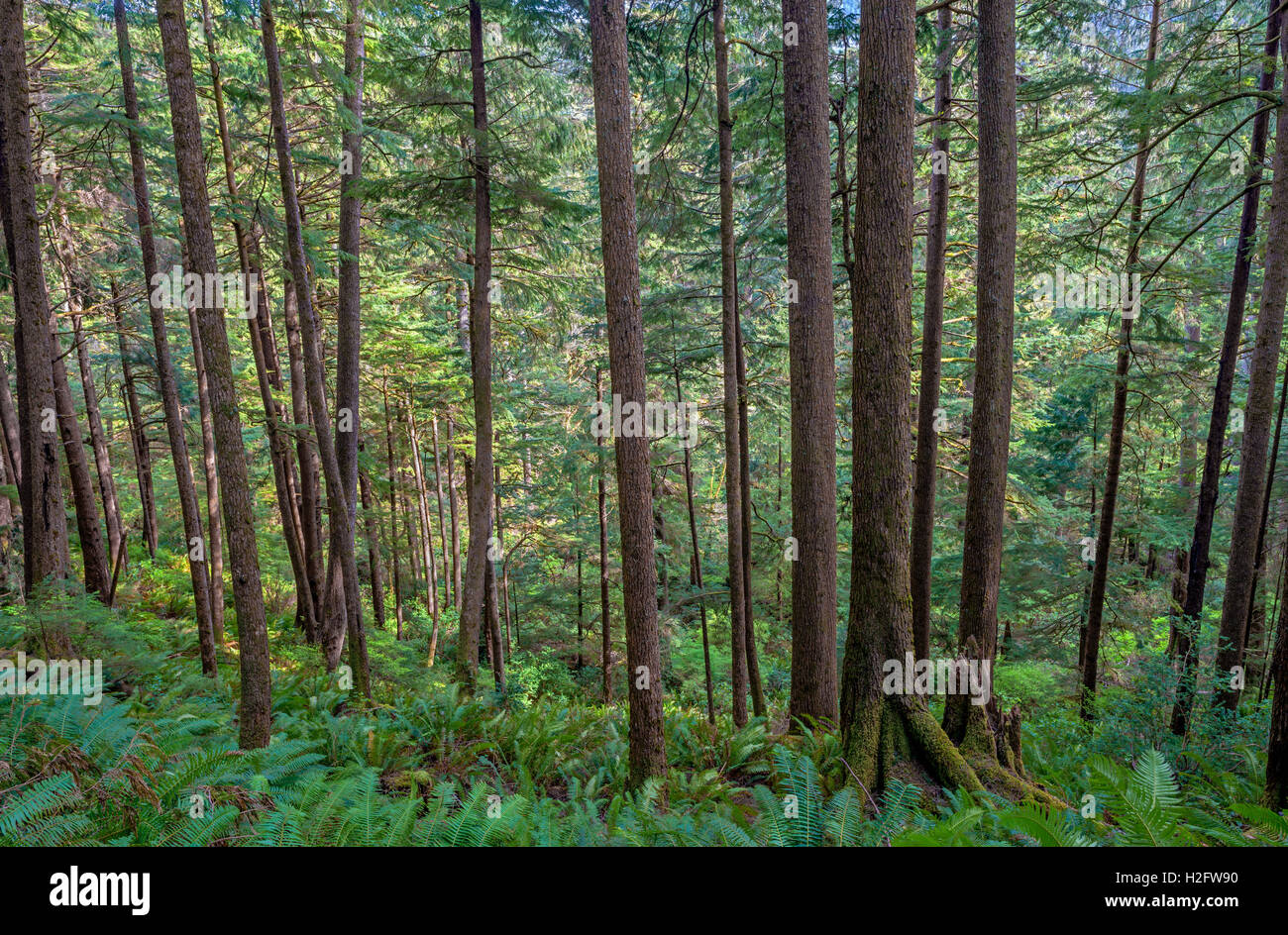 Stati Uniti d'America, Oregon, Oswald West State Park, foresta pluviale costiera di Sitka Spruce e western hemlock. Foto Stock