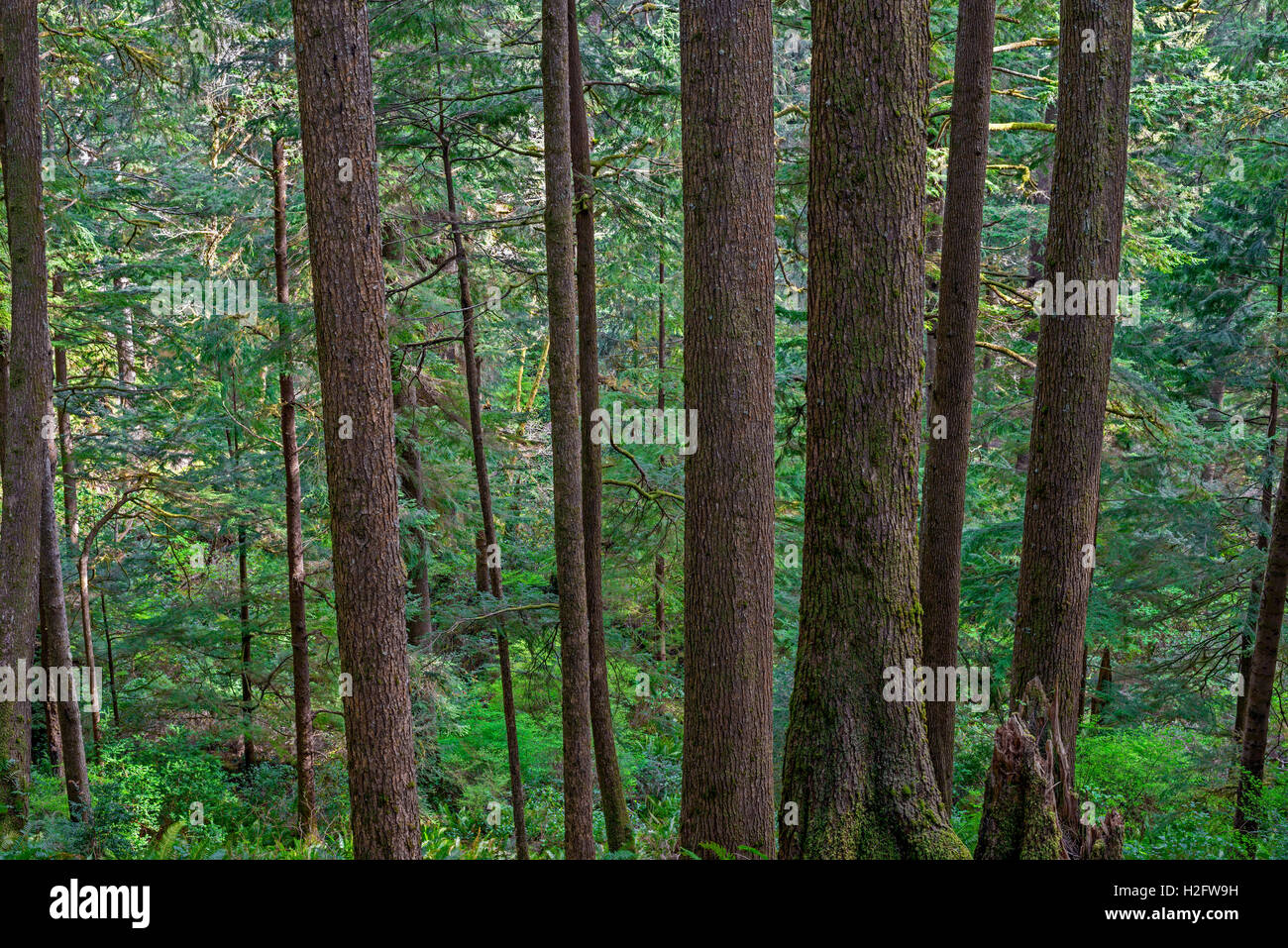 Stati Uniti d'America, Oregon, Oswald West State Park, foresta pluviale costiera di Sitka Spruce e western hemlock. Foto Stock
