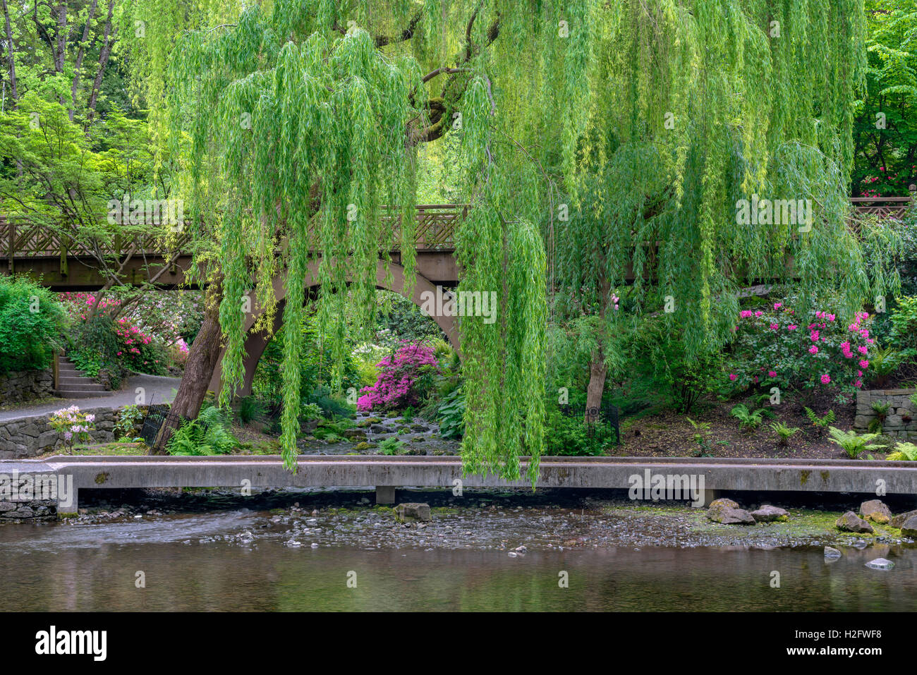 Stati Uniti d'America; Oregon; Portland; Crystal Springs Rhododendron giardino; salice piangente sopra i piccoli creek e fioritura azalee. Foto Stock