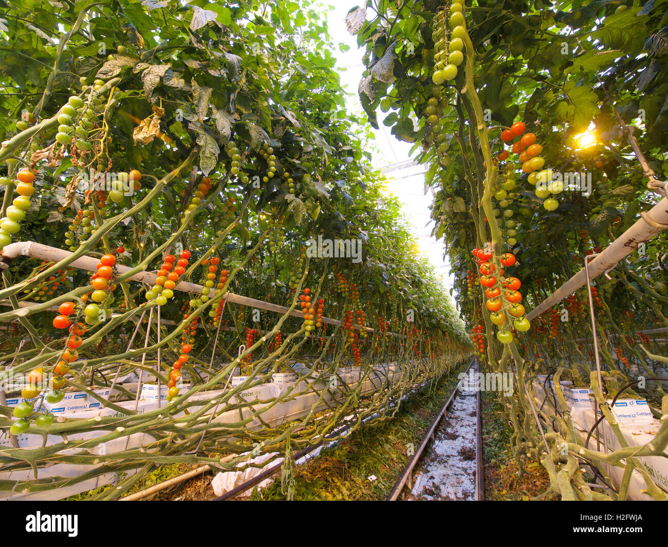 La coltivazione di pomodori in serra su scala industriale, Rilland, Zeeland, Paesi Bassi Foto Stock