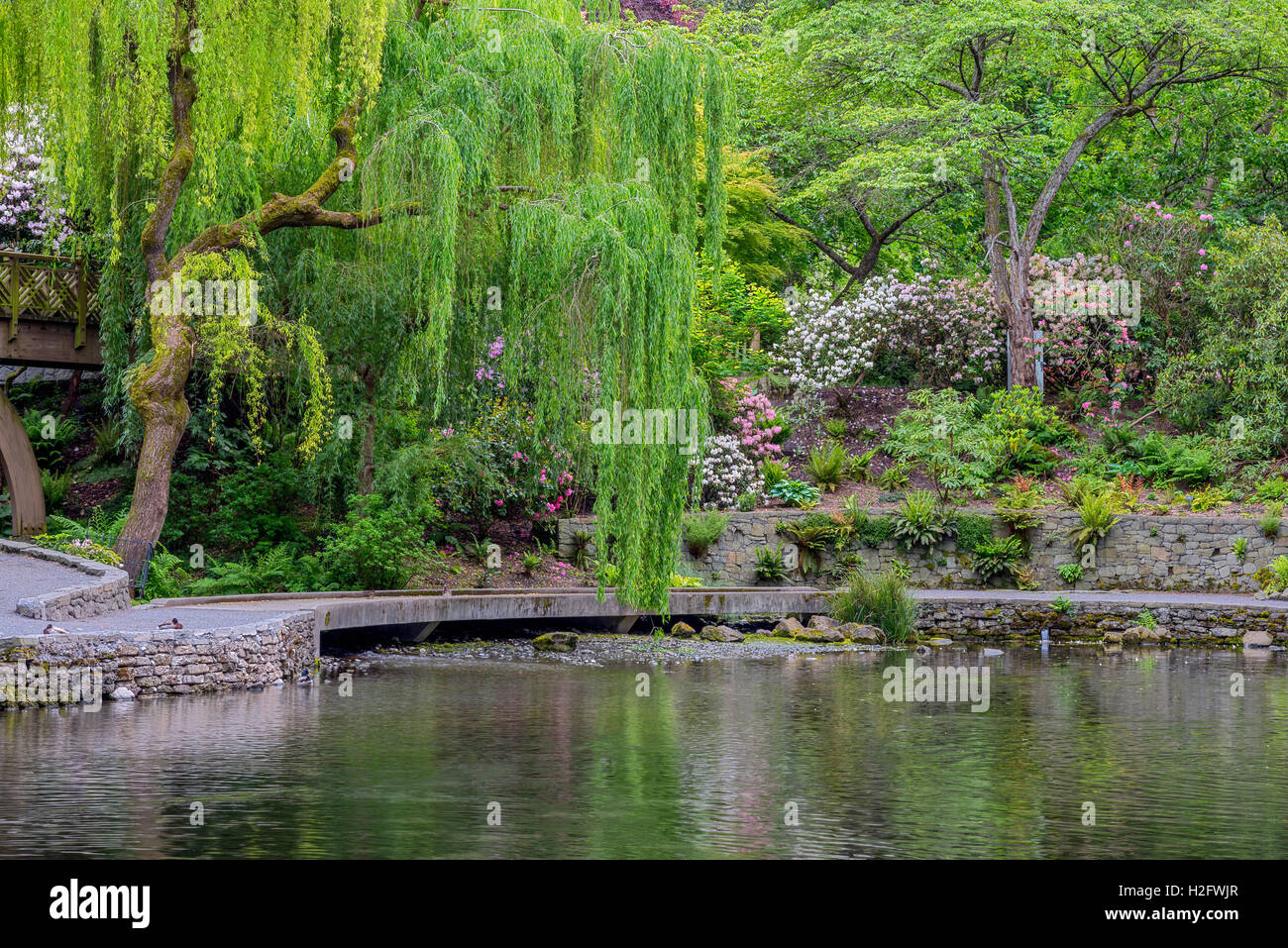 Stati Uniti d'America, Oregon, Portland, Crystal Springs Rhododendron giardino, salice piangente e la fioritura dei rododendri sopra le molle di Crystal Lake Foto Stock