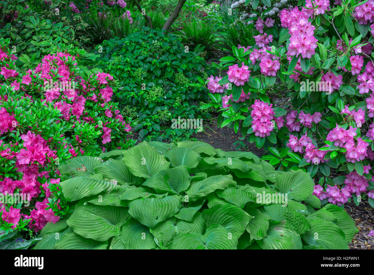 Stati Uniti d'America, Oregon, Portland, Crystal Springs Rhododendron giardino, boccioli rosa di azalee e rododendri in fiore e hosta. Foto Stock