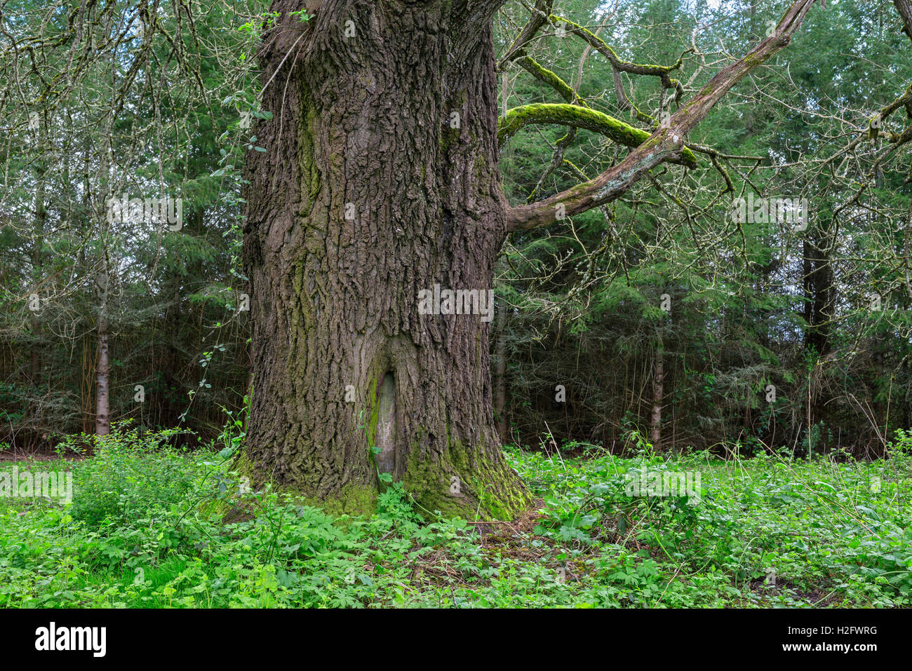 Stati Uniti d'America, Oregon, Willamette Missione del parco statale, Oregon quercia bianca (Quercus garryana) e la molla di sottobosco verde della vegetazione. Foto Stock