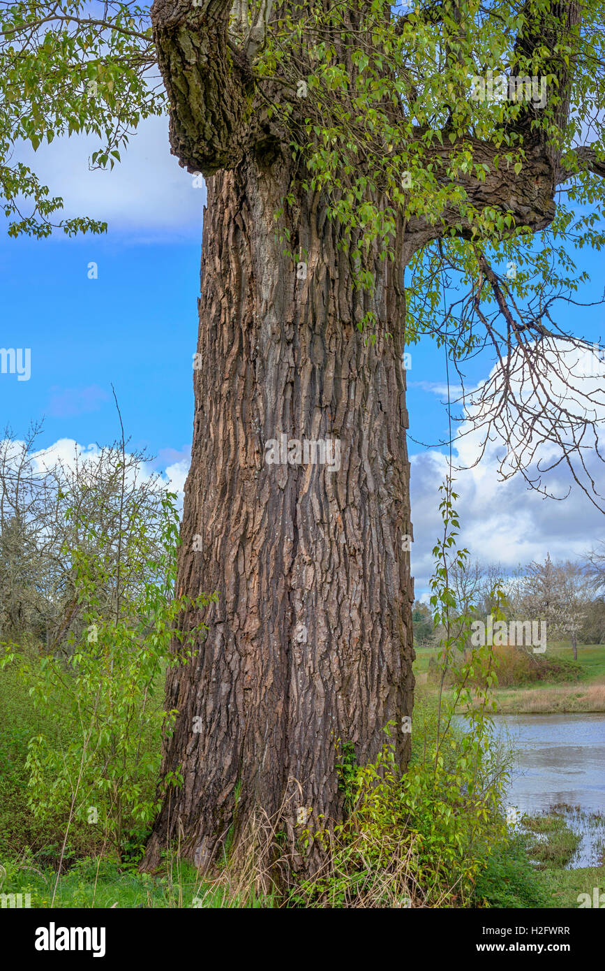 Stati Uniti d'America, Oregon, Willamette missione State Park, il più grande del mondo nero pioppi neri americani. Questa struttura ad albero delle misure 26 piedi in circonferenza. Foto Stock