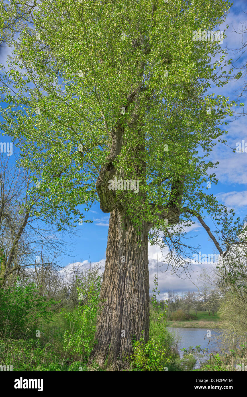 Stati Uniti d'America, Oregon, Willamette missione State Park, il più grande del mondo nero pioppi neri americani. Questa struttura ad albero delle misure 26 piedi in circonferenza. Foto Stock
