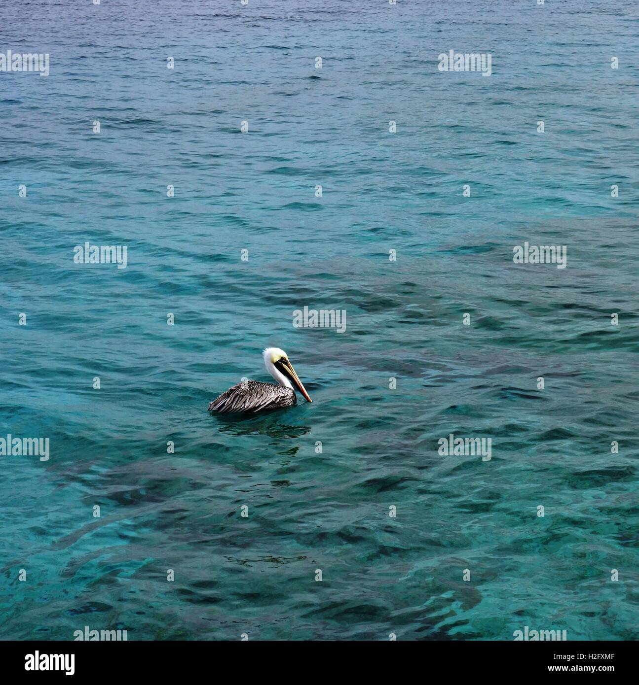 Un pellicano uccello con un grande becco in Bonaire Foto Stock