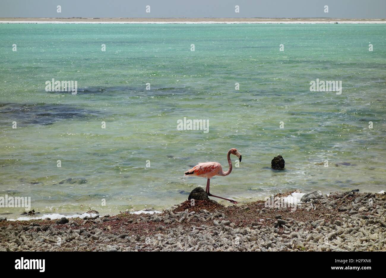 Fenicottero rosa uccelli nel mare turchese in Bonaire Foto Stock