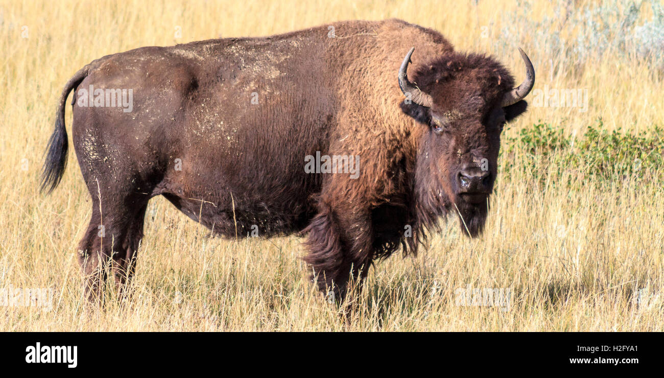 Bison, Parco nazionale Theodore Roosevelt, North Dakota Foto Stock Bison, Parco nazionale Theodore Roosevelt, North Dakota Foto Stock