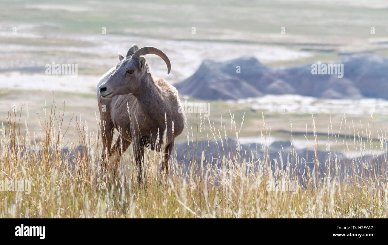 Bighorn, Parco nazionale Badlands, Dakota del Sud Foto Stock