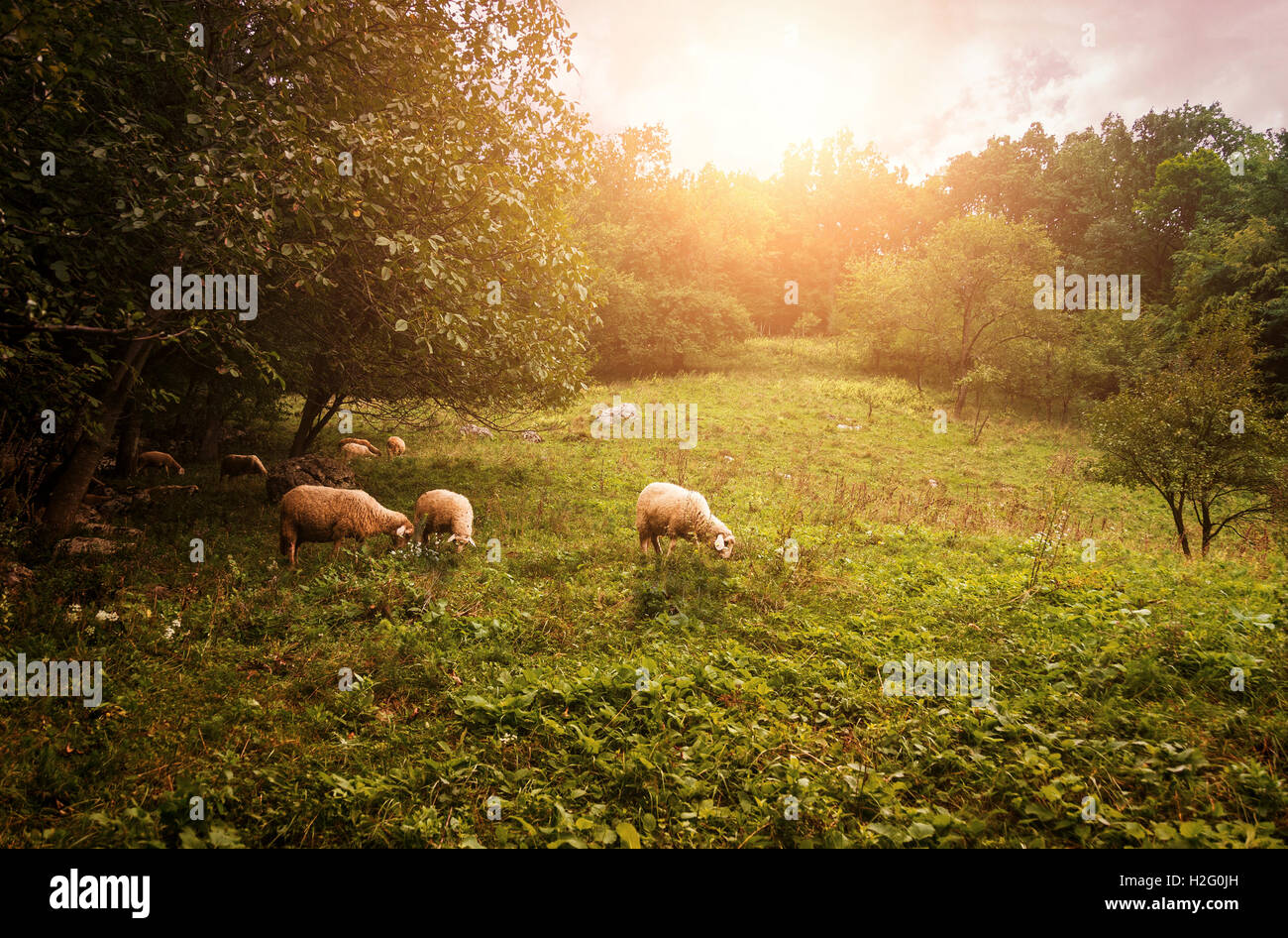 Gruppo di pecore di erba di pascolo su terreni adibiti a pascolo su un prato. Foto Stock