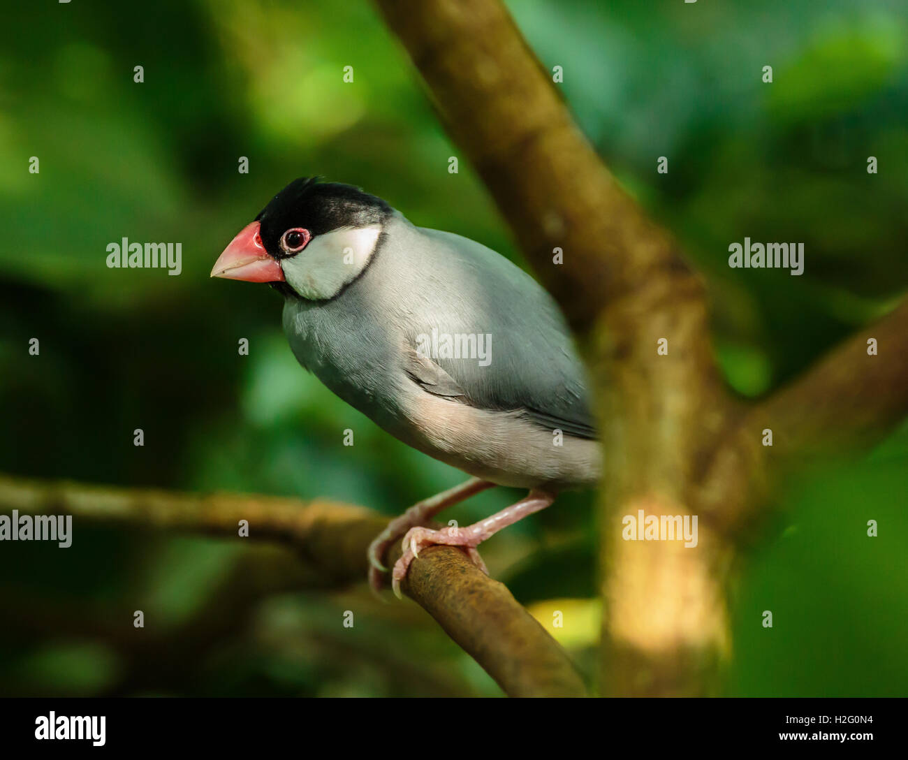 Carino Java sparrow appollaiato su un ramo nella giungla Foto Stock