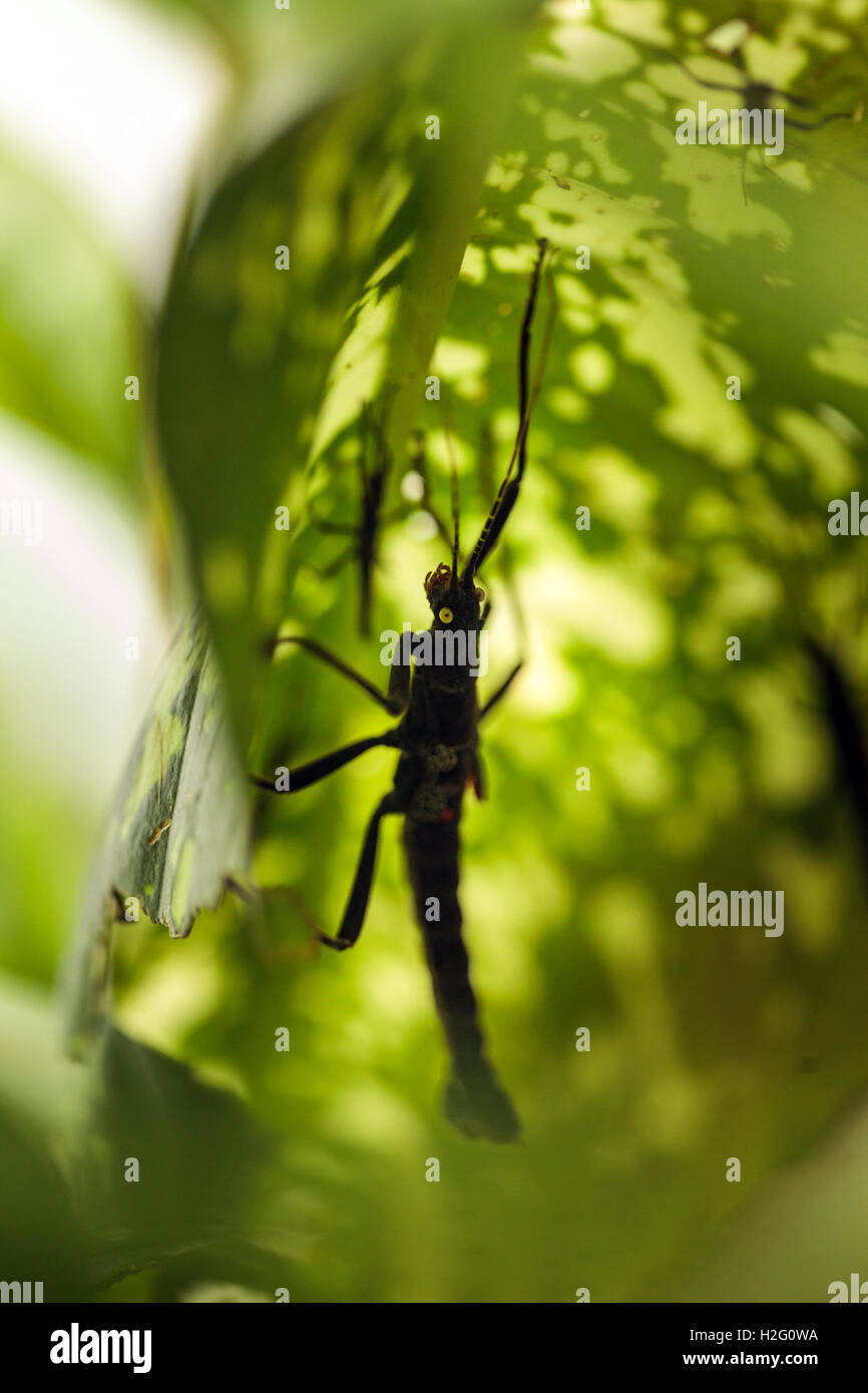 Nero all'aperto di insetto su una foglia, macro shot Foto Stock