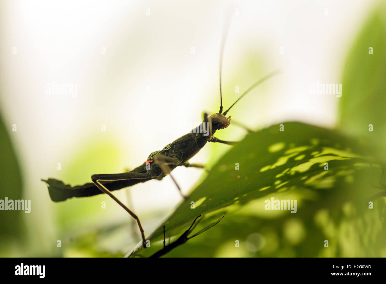Nero all'aperto di insetto su una foglia, macro shot Foto Stock