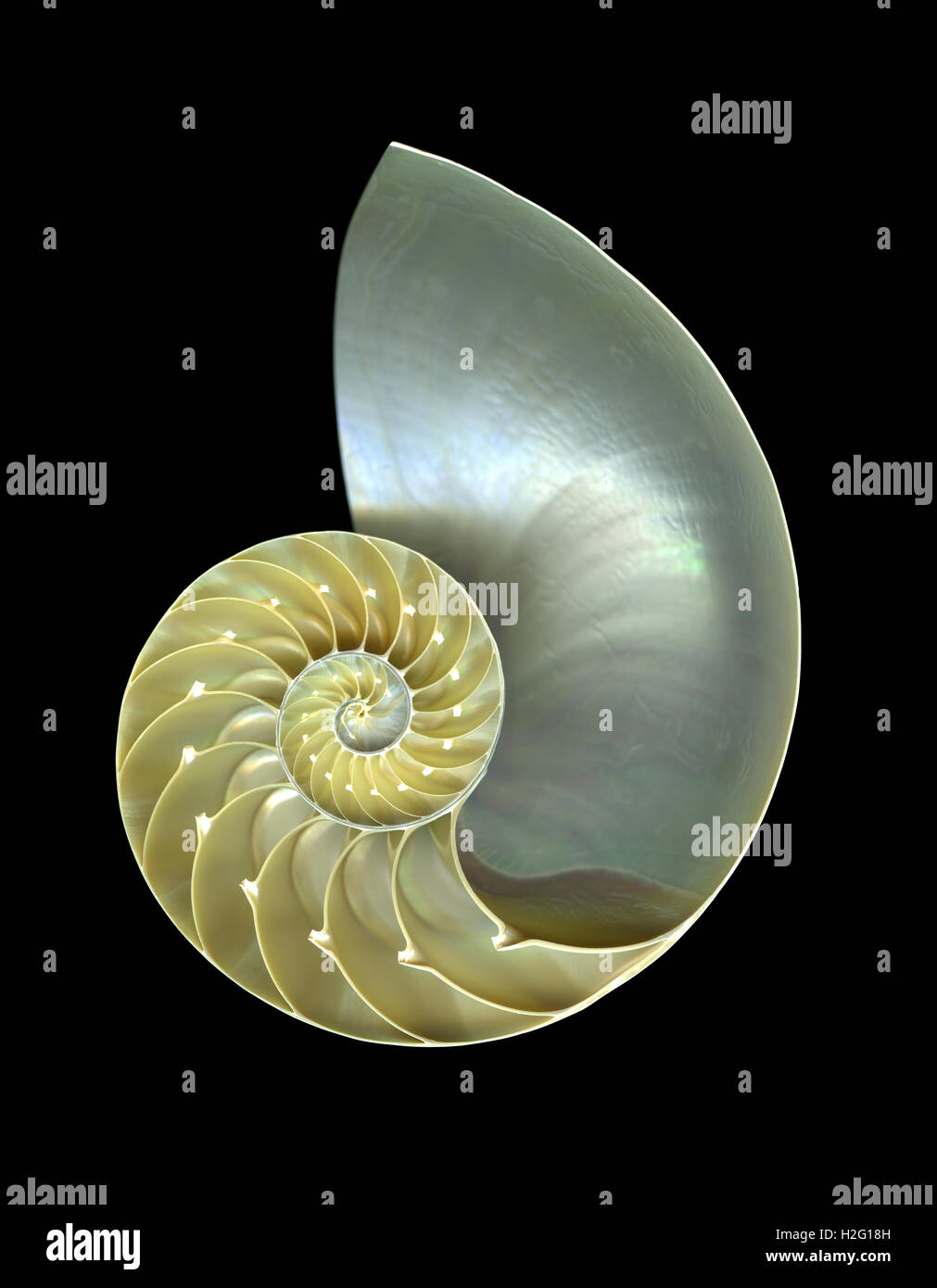 Nautilus shell isolata sul drammatico sfondo nero Foto Stock