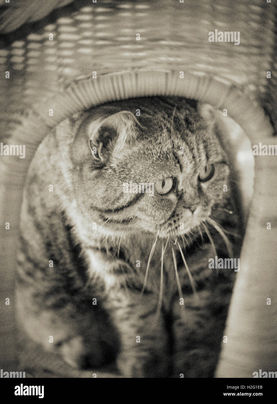 Gatto seduto in poltrona guardando lontano. Curiosità animale. Foto Stock
