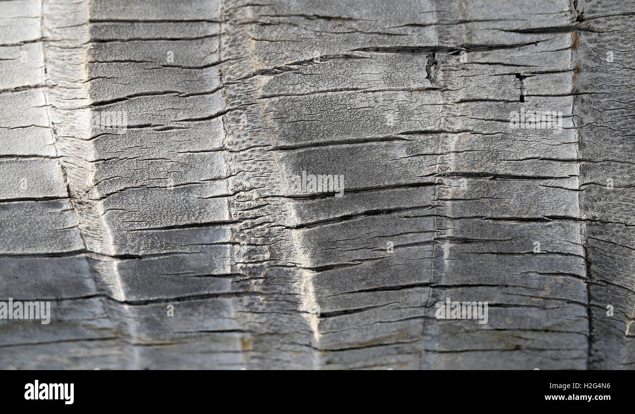 Belle le texture di corteccia di albero fotografato in close-up Foto Stock