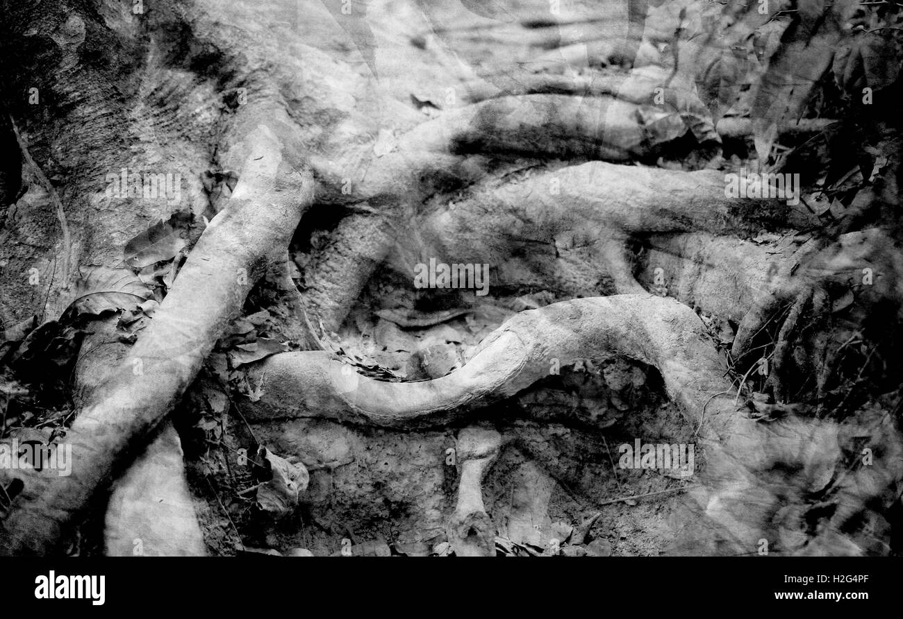 Belle le radici di un albero fotografato close-up su foto in bianco e nero Foto Stock