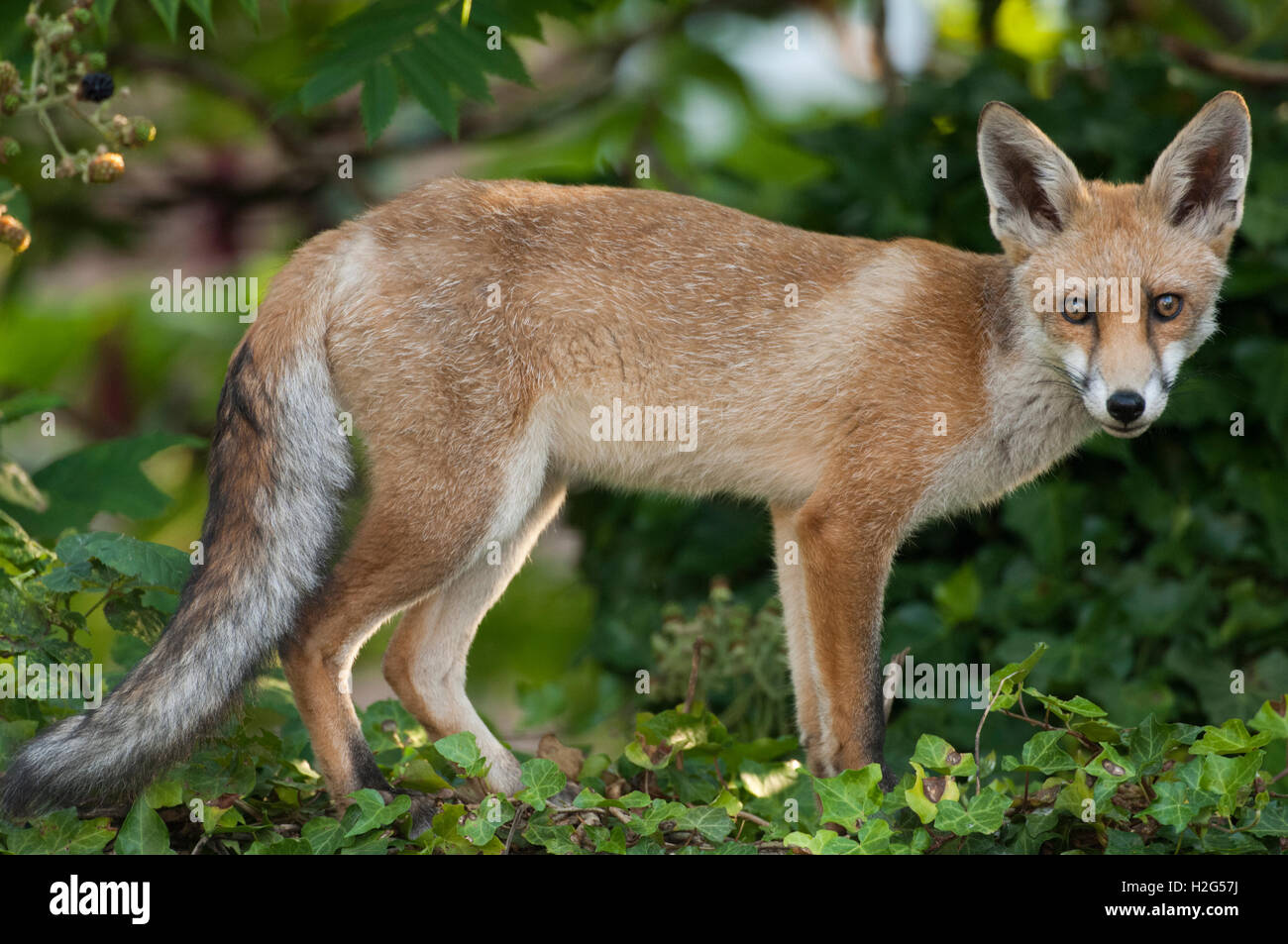 Red Fox cub (Vulpes vulpes vulpes),Londra,Gran Bretagna, Regno Unito Foto Stock