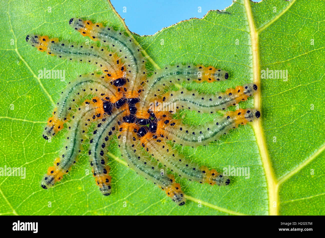 Larve di pioppo di mosca che riposano per imitare un ragno (Cladius Grandis) Foto Stock