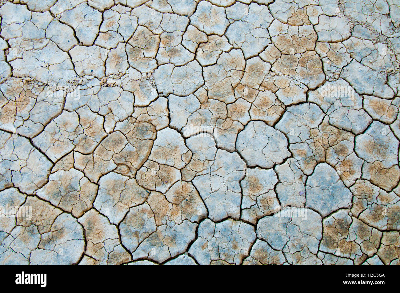 Crepe di fango formando una poligonale di rete interconnesse su letto di Alvord Playa nel deserto Alvord in sè Oregon Foto Stock