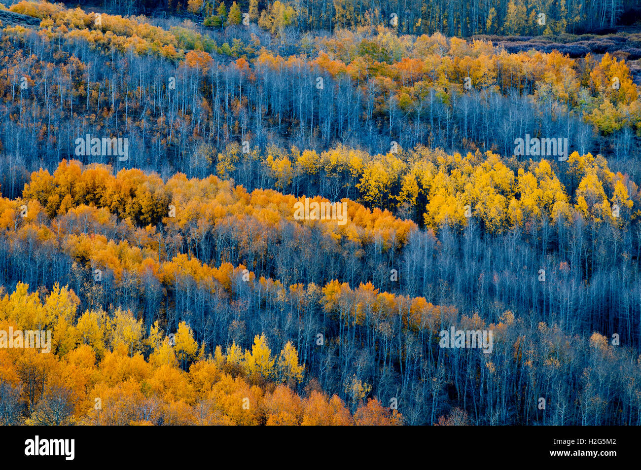 Colore di autunno in poco Blitzen Gorge, Steens Mountain, Oregon Foto Stock