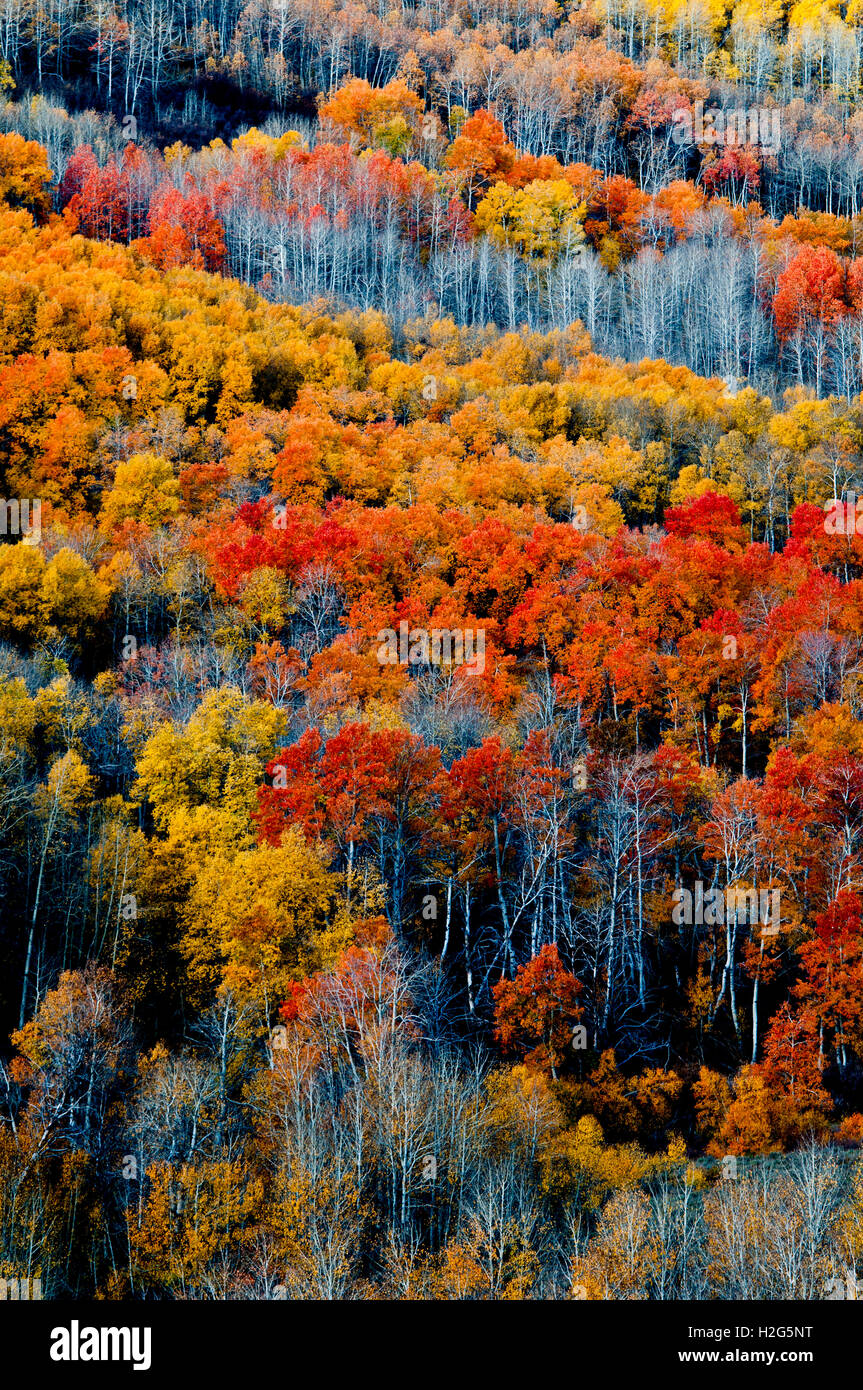 Colore di autunno in poco Blitzen Gorge, Steens Mountain, Oregon Foto Stock