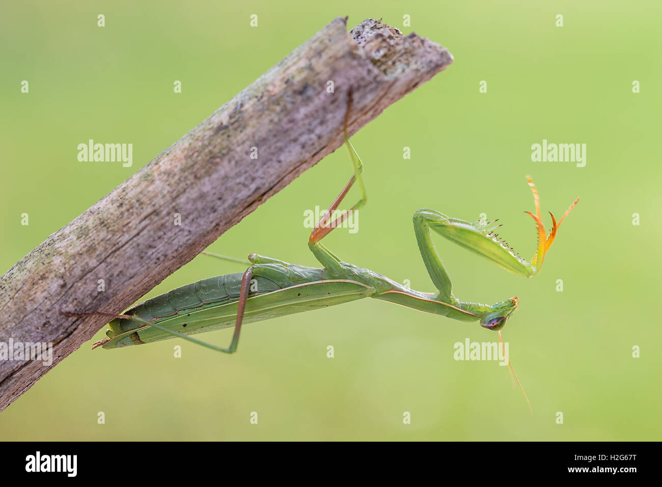 Mantis di preghiera Foto Stock