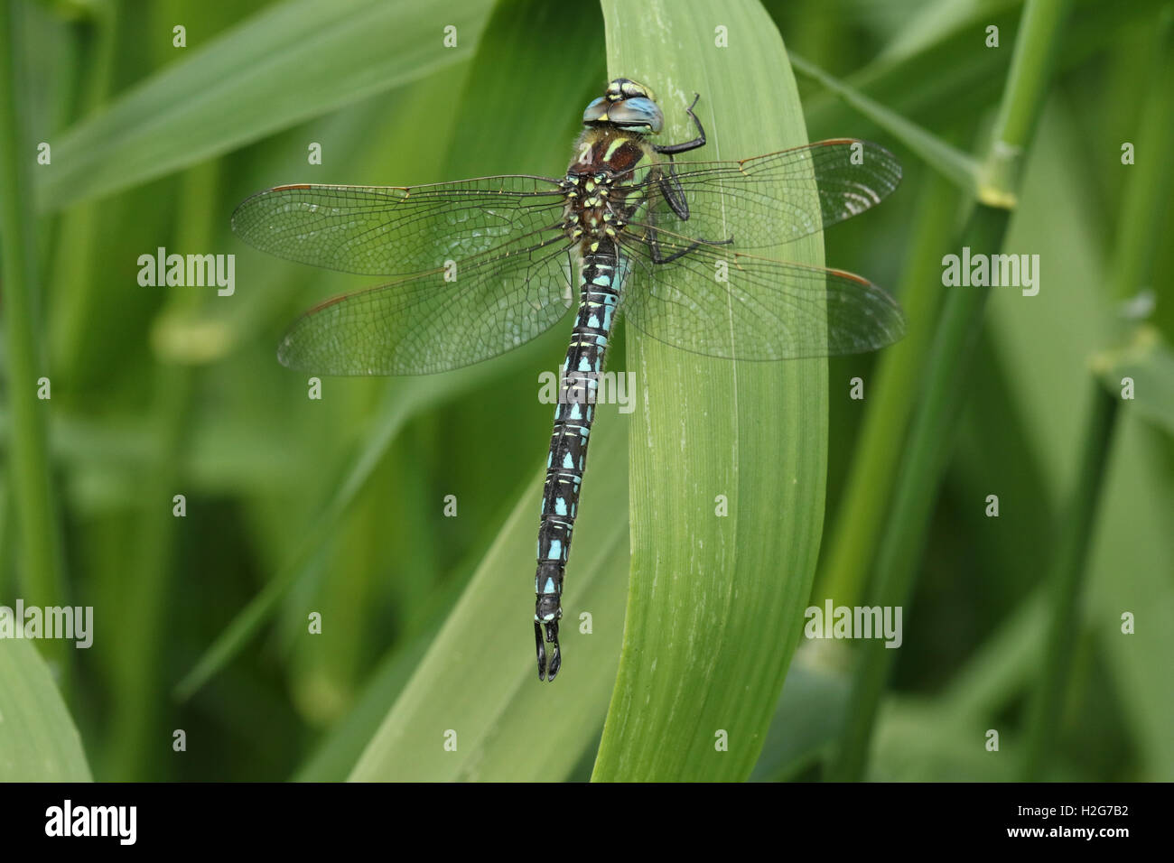 Hairy Dragonfly (Brachytron pratense) poggiante su un reed. Foto Stock