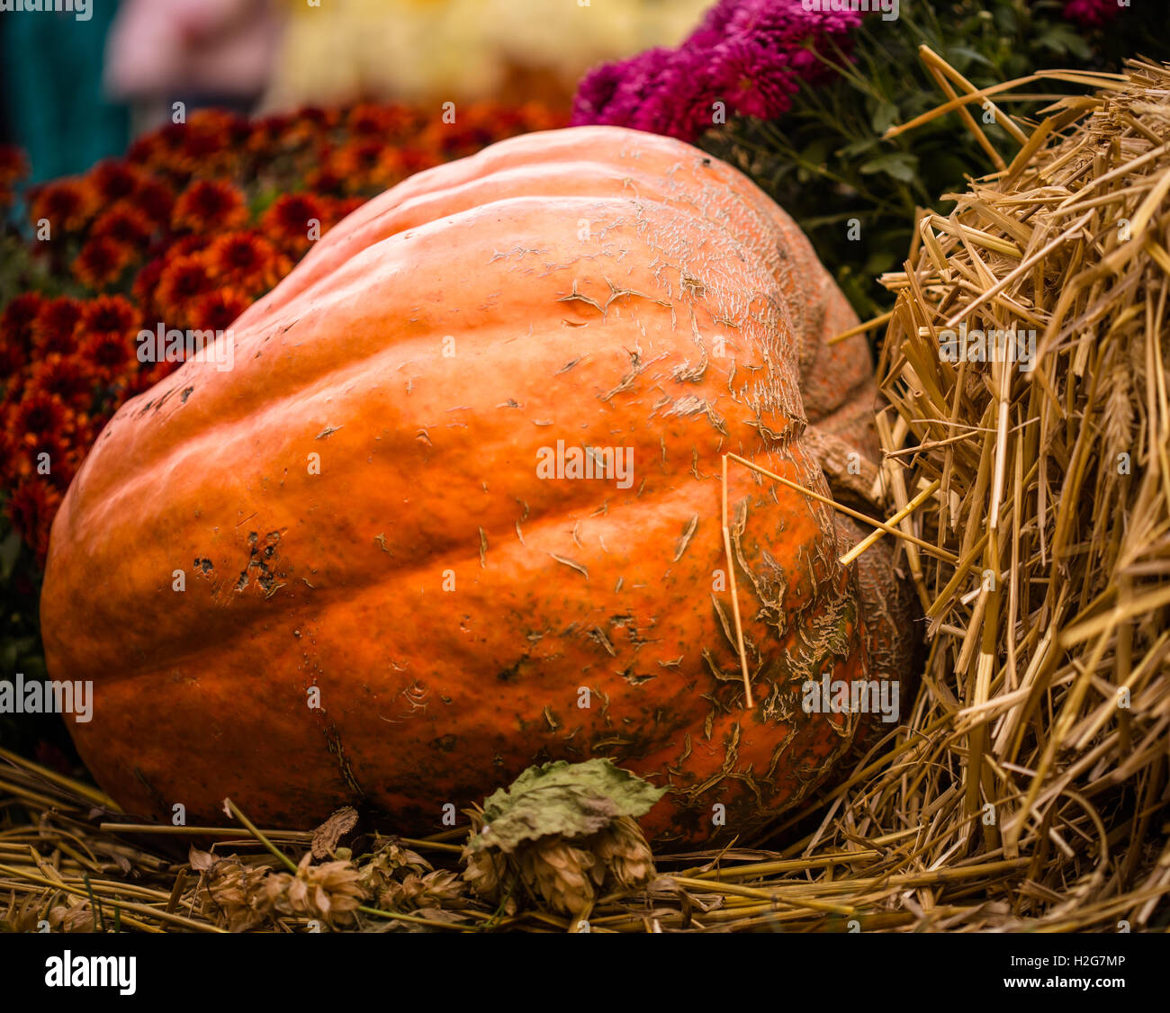 Concetto di ringraziamento. Raccolte di zucca in giardino Foto Stock