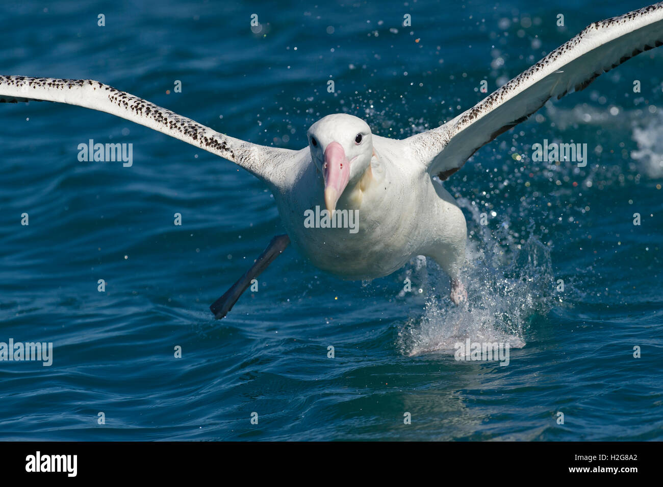 Gibson (vagabondaggio) albatross (Diomedea antipodensis gibsoni) Kaikoura Oceano del Sud Nuova Zelanda Foto Stock