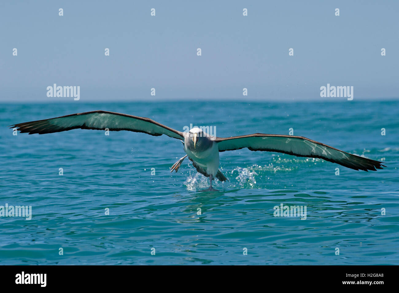 Timido Albatross Thalassarche cauta off Kaikoura Oceano del Sud Nuova Zelanda Foto Stock