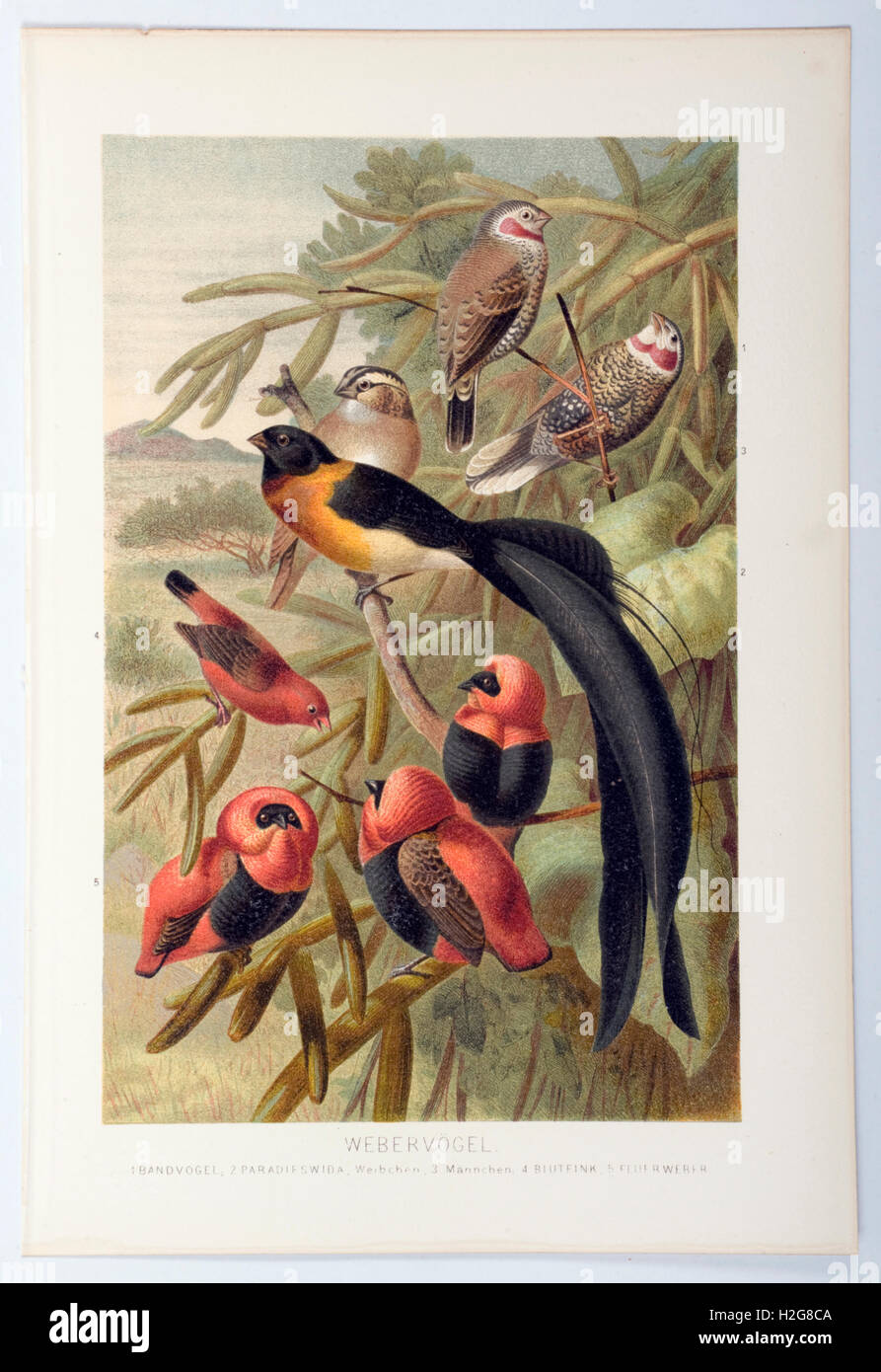 Tessitore e Longtailed Paradise Weaver piastra da Brehm la vita degli animali pubblicato in 1864, dipinta da W.Kuhnert Foto Stock